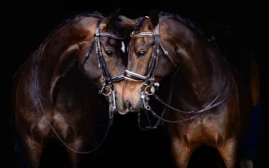 Brothers by Janelle Hachey